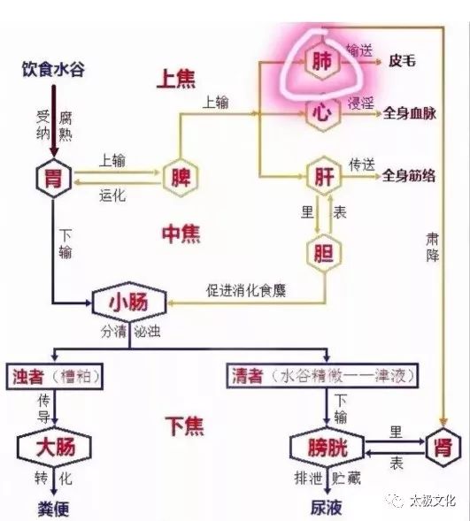 中医五脏的生理功能—肺