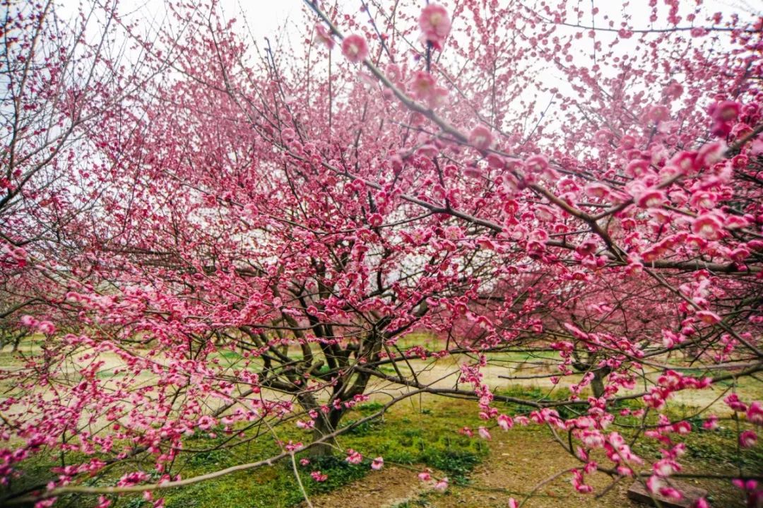 春天来了,西部最大的梅园,数十万株梅花一夜绽放!美如仙境!