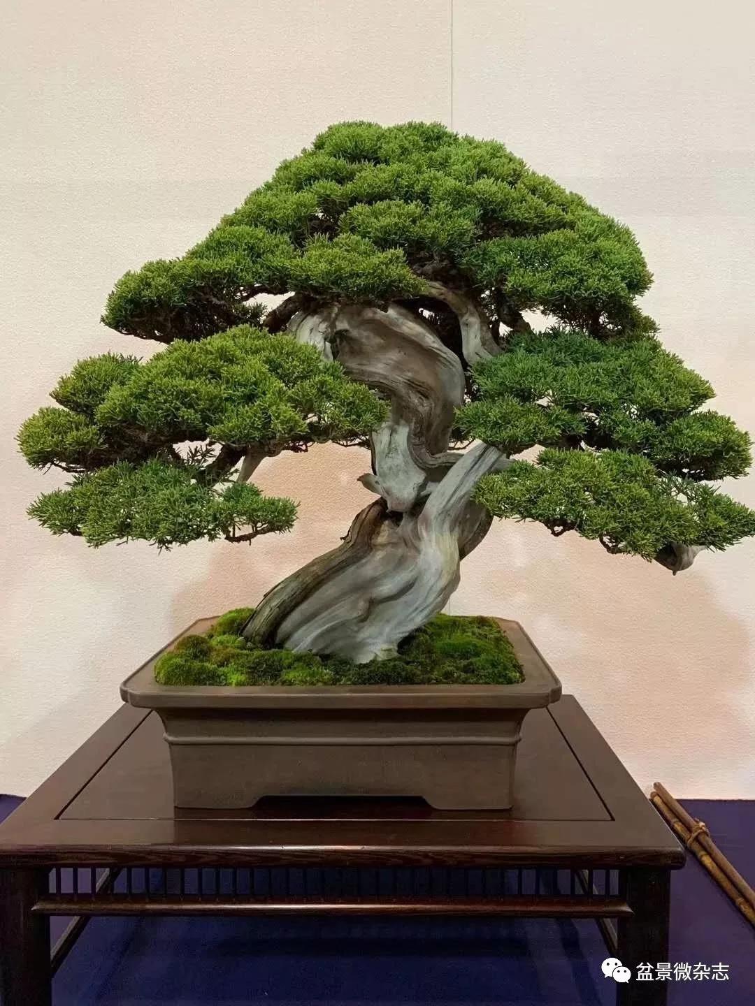 戴口罩看盆景展】抢先观赏2020年日本第94回国风盆栽展精品_展览