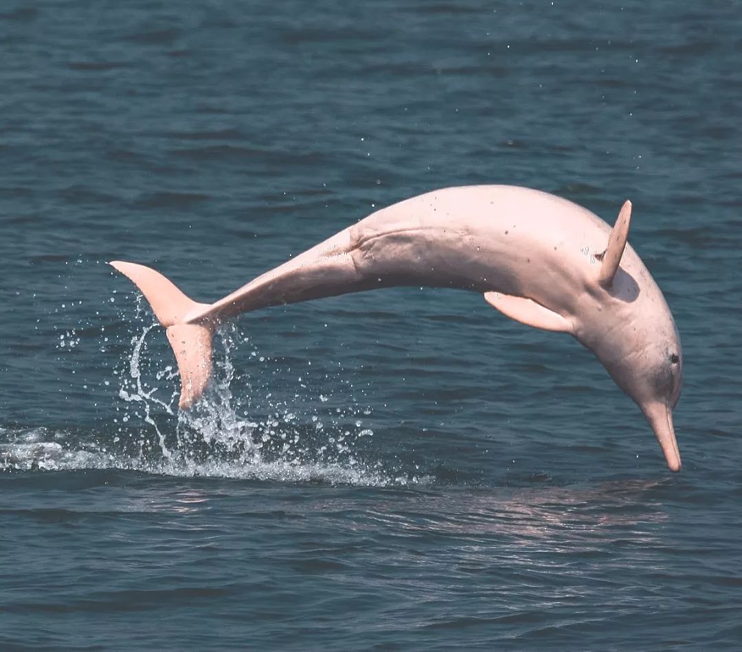 公海豚和母海豚是怎么交配繁殖的？看完你就知道了