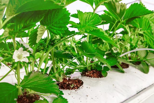 为什么栽草莓要用脱毒的幼苗,没脱毒和脱毒有什么区别