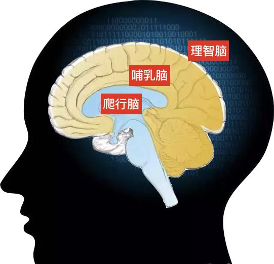 这个脑控制着人的呼吸,心跳,血液流动等等本能的行为.