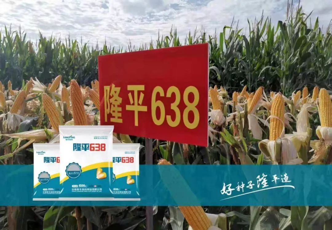 优质玉米档案录——隆平638品种大解密!