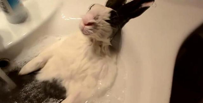 女子給兔子洗澡時出去了一趟，再回來時羨慕了：神仙般的生活呀 寵物 第2張