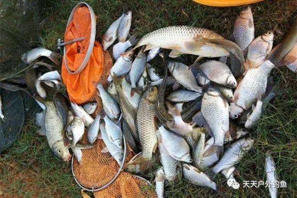 鱼多大才能繁殖 410e59c4be43402e83b3b52795049f79.jpeg