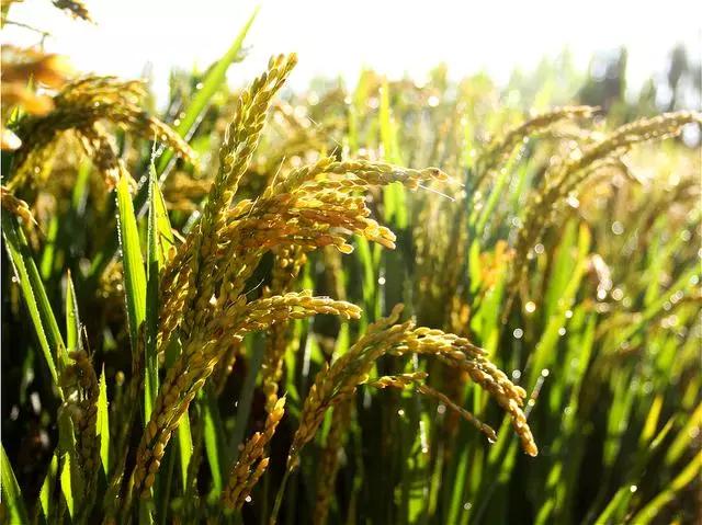 三级|一代才子，送皇帝一礼物被处死，行刑前写一首诗，立刻官升三级