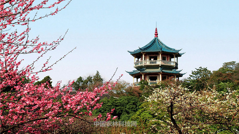 宅家里云旅游苔枝缀玉无锡梅园江苏滨湖特色农产品马山杨梅