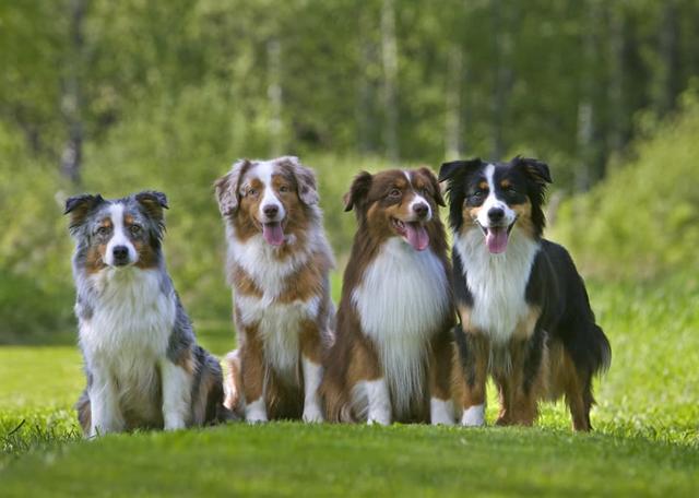 澳大利亚牧羊犬体型太大考虑下迷你版非常可爱的狗狗