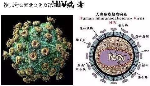 关于ncp病毒的生物安全等级