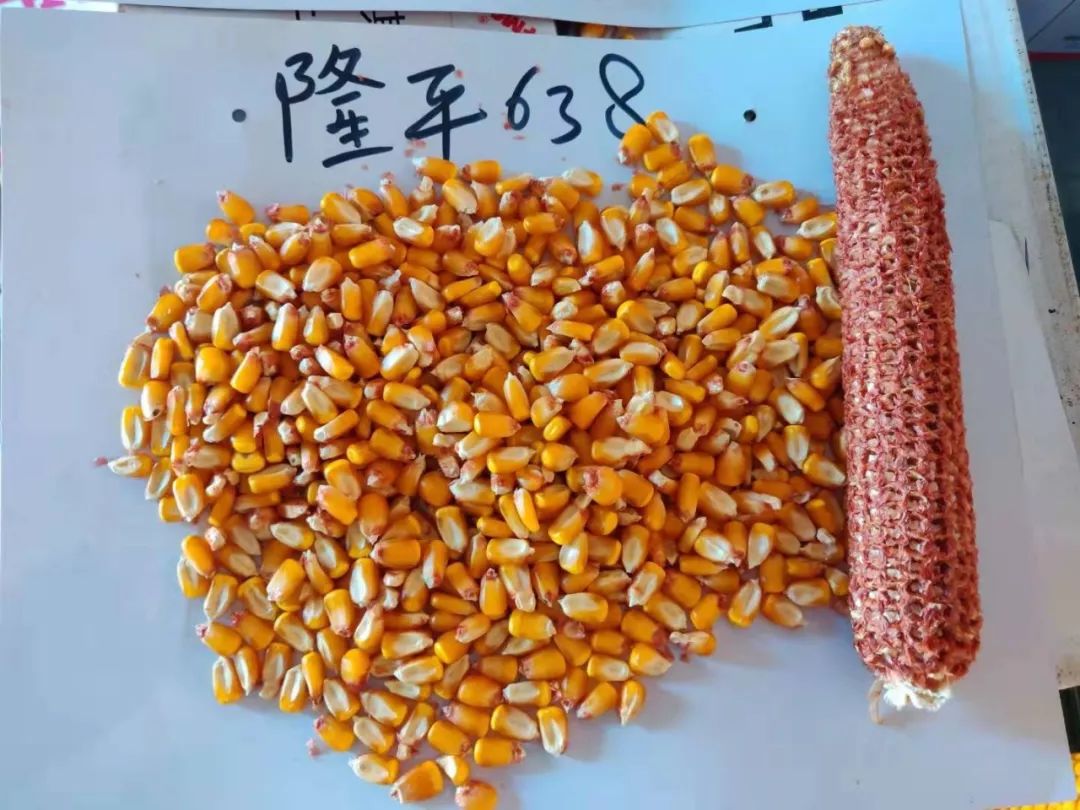 优质玉米档案录隆平638品种大解密