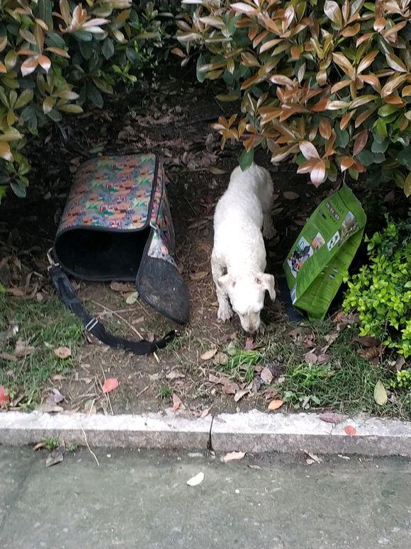 狗狗生病被遺棄在花壇，眼神裡面充滿落寞，看起來叫人心疼 寵物 第2張