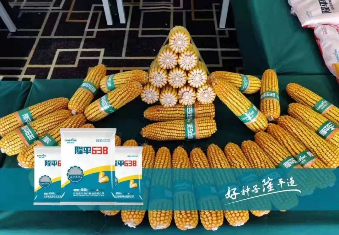 优质玉米档案录——隆平638品种大解密!