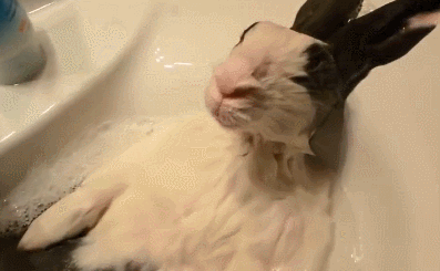 女子給兔子洗澡時出去了一趟，再回來時羨慕了：神仙般的生活呀 寵物 第3張