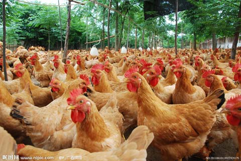 家禽业告急，呼吁政府及时伸出援助之手