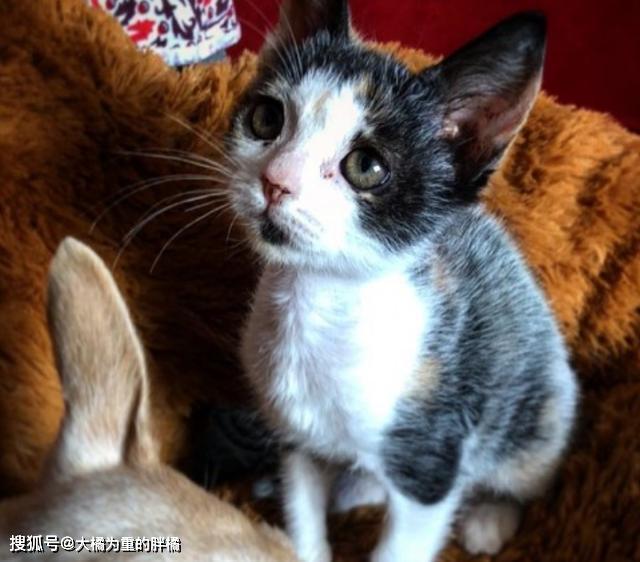 猫咪怎么才能坐飞机 9bdf684cdaa14614938d6bb5b05cddeb.jpeg