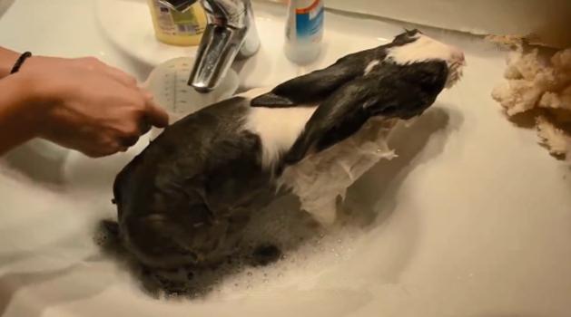 女子給兔子洗澡時出去了一趟，再回來時羨慕了：神仙般的生活呀 寵物 第4張
