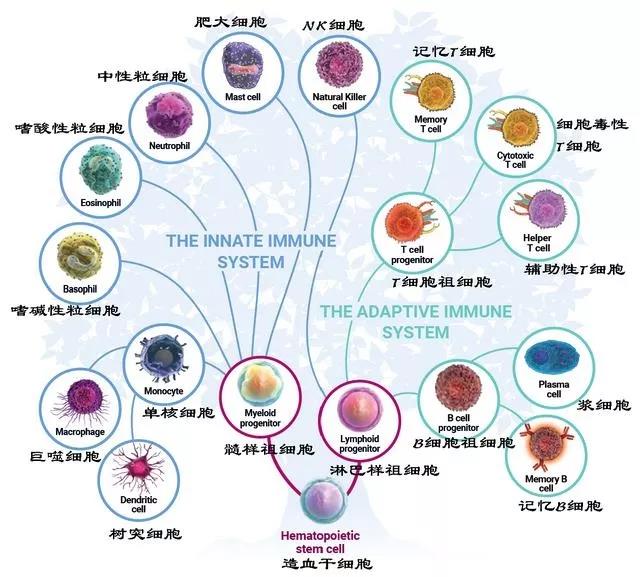 科普| 人体免疫细胞究竟来自哪里?为啥有时还打不过病毒