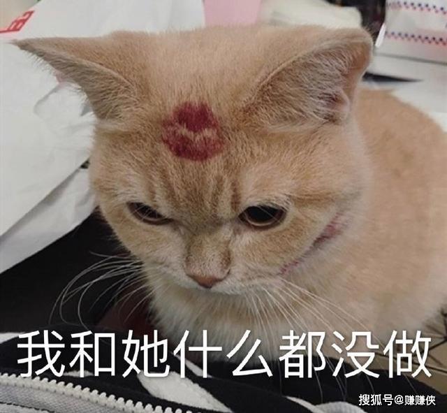 猫咪表情包图片高度紧张我和她什么都没做