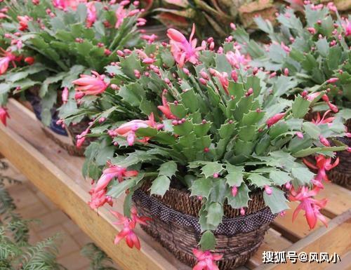 怎么养蟹爪兰会爆盆 c16b08ea643742f1a7f561dec75b683a.jpeg