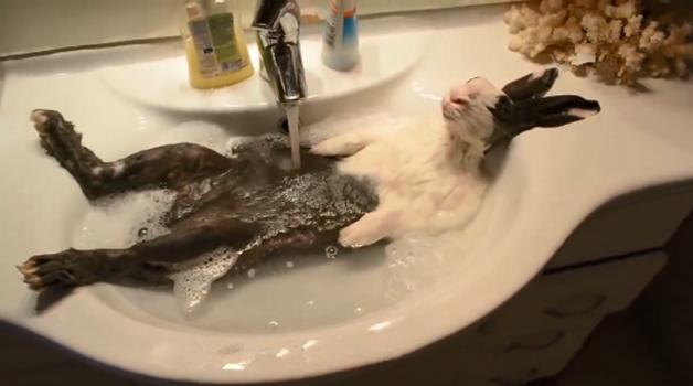 女子給兔子洗澡時出去了一趟，再回來時羨慕了：神仙般的生活呀 寵物 第1張