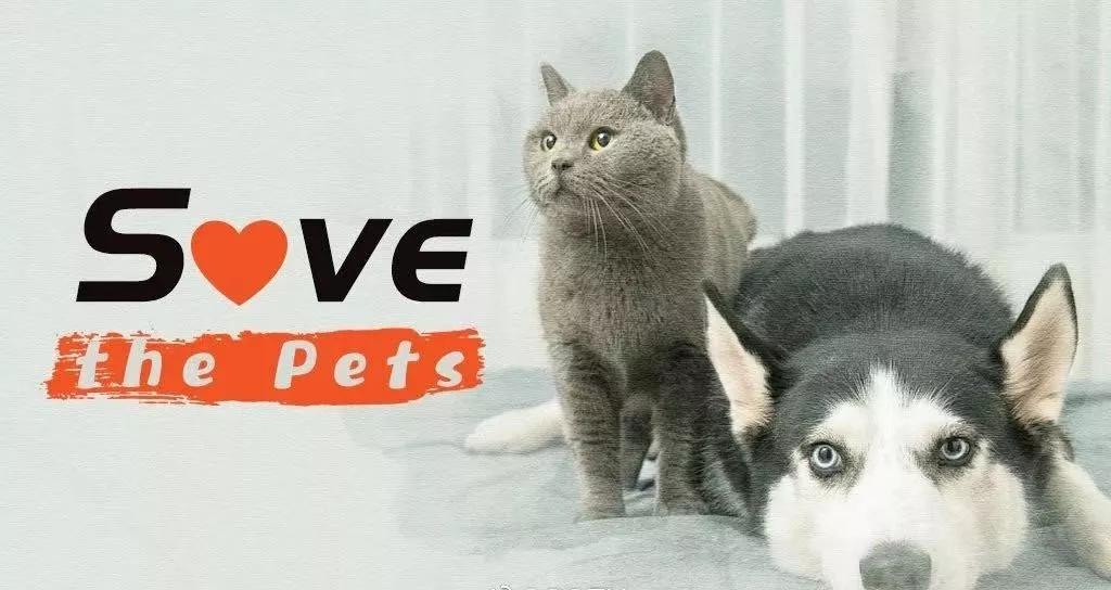 梦魇之境，解析我梦见被猫咬后将猫活活摔死的深层含义