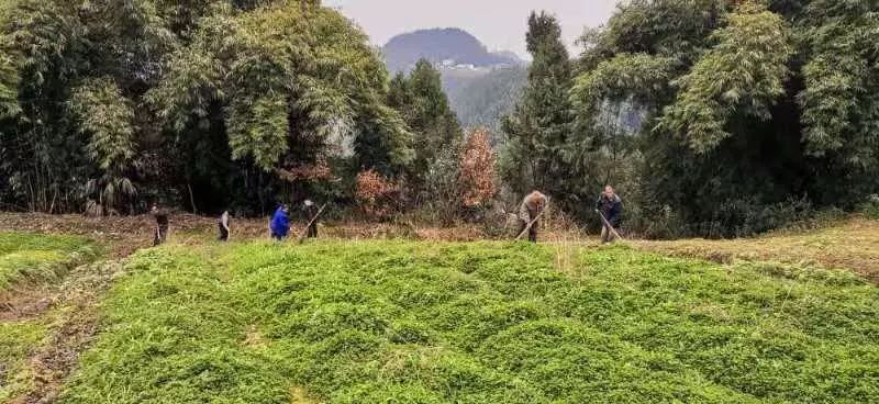 花丛镇人口_花丛简笔画