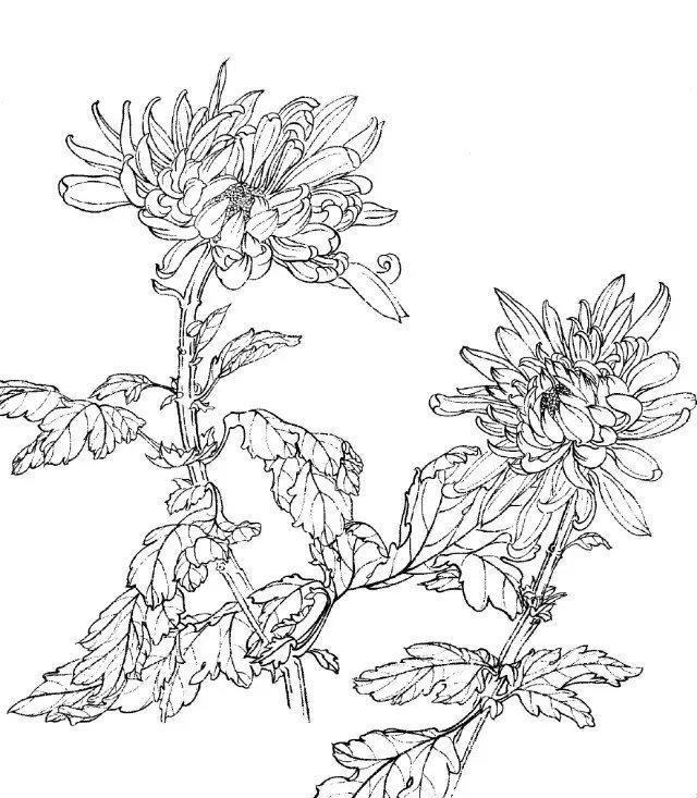 工笔画-白描图谱之菊花
