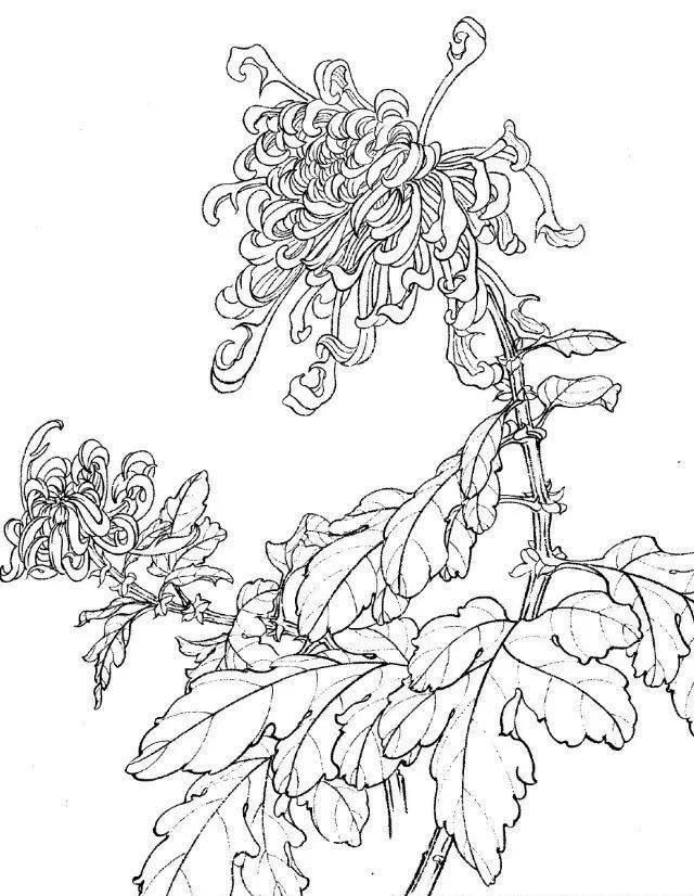 工笔画-白描图谱之菊花