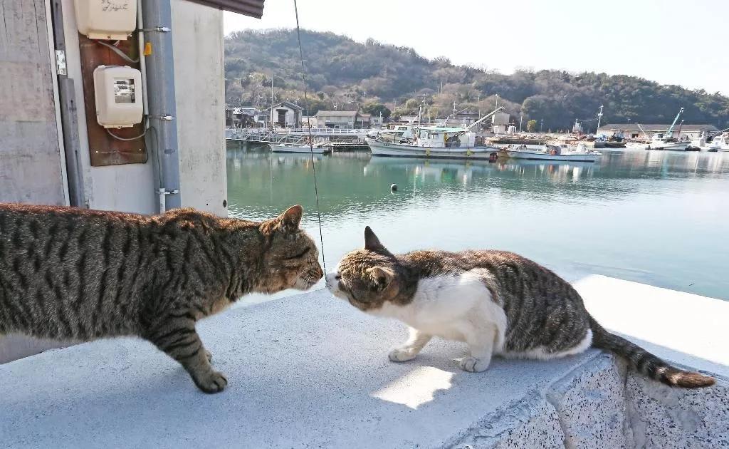 原来日本有这么多猫岛简直是猫咪控的天堂猫奴们坐不住了