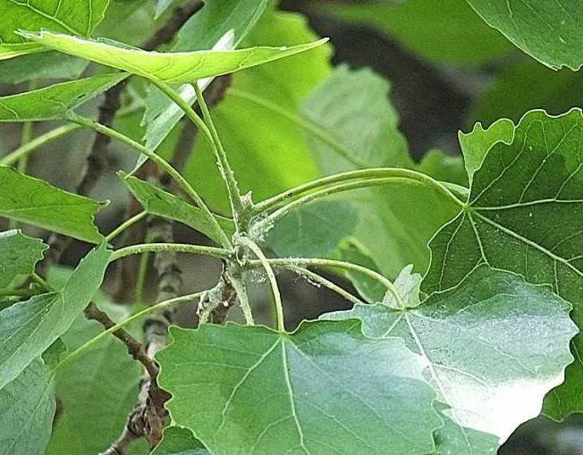 传统农事园丨花言树语丨毛白杨_雄花