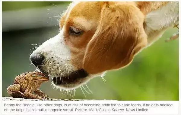 解读梦境,梦到狗追咬的含义与心理分析 解读梦境,梦到狗追咬的含义与心理分析