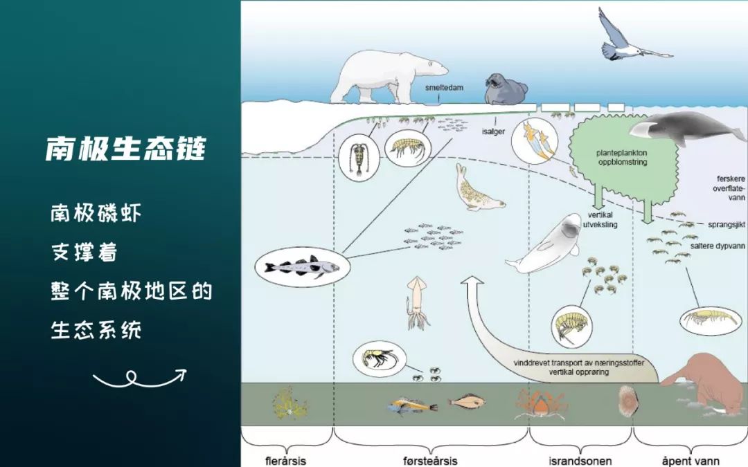 磷虾以微小的浮游植物作为食物,浮游植物则是南极生态系统当中最关键