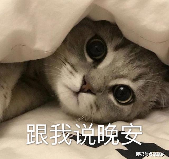 猫猫表情包熬夜好棒跟我说晚安