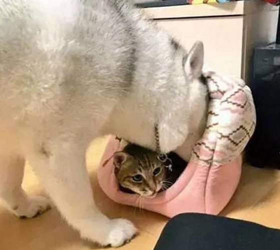 怎么给猫猫做床 593a56ae784645eab647abe60af422c1.jpeg