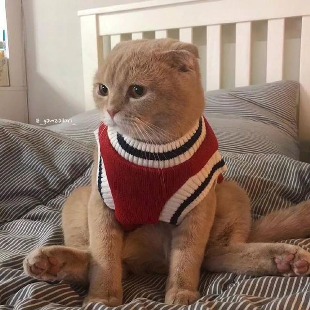 朋友圈配图丨宅在家的你是不是这样子