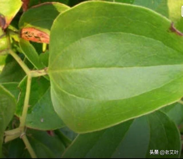 农村里这种藤蔓植物叫什么?好像可以挖它的根块做药材