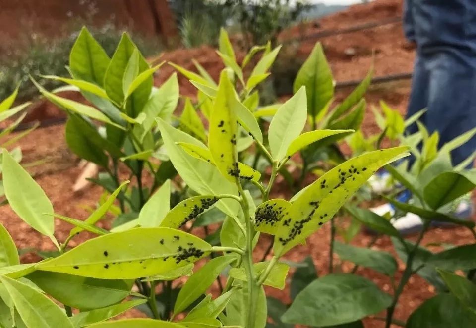 开春后柑橘需重点盯防的五大虫害