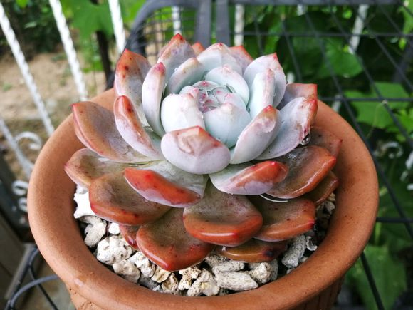 多肉小贵货 93b32a64dbcc41269d31a024554b680d.png