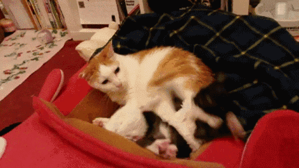 猫：“第一次当妈，有点坑娃…”