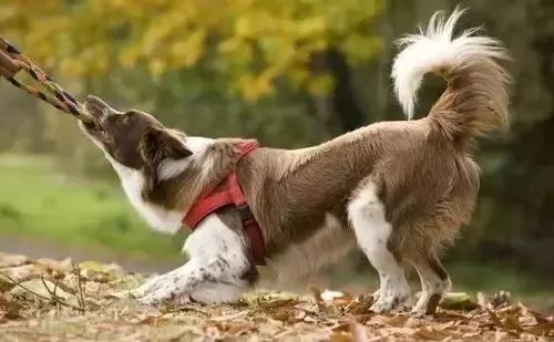 梦见狗在舔我，解读梦境中的忠诚与友善