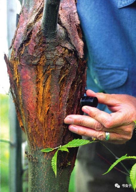 如何杀死真菌 c9cf9869d4cc40a882abb3186c11b058.jpeg