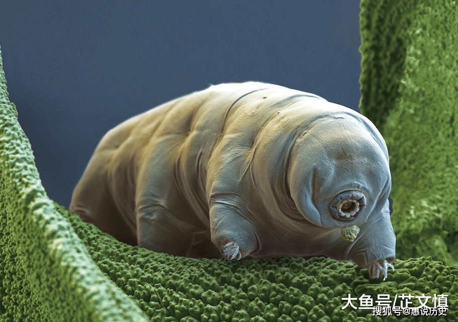 世界上的不死生物 c9dcaffa81f447c4b217fcf3f20e6458.png