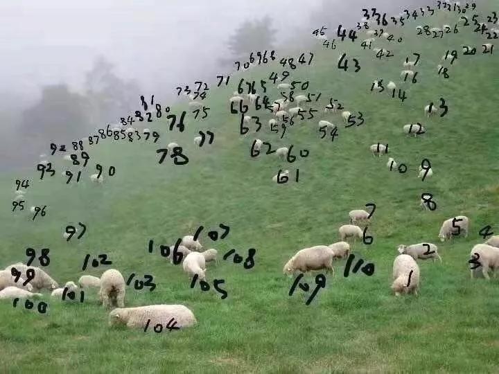 图片来源于网络 大家无聊一起来数羊