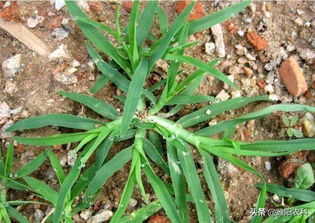 草甘膦都杀不死的几种恶性杂草,用这个除草剂可以轻松