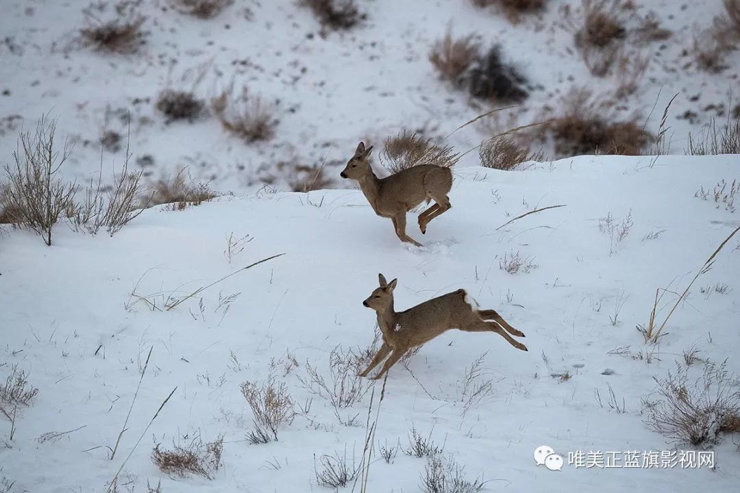 摄影师拍摄的傻狍子!萌萌哒!