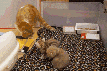 猫：“第一次当妈，有点坑娃…”