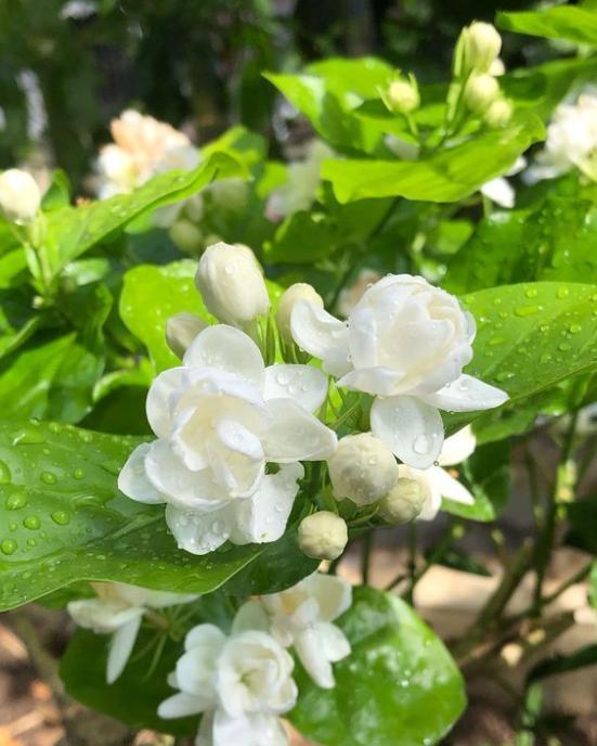 小花匠养茉莉花用了点小手段长得枝叶繁茂呼呼开花