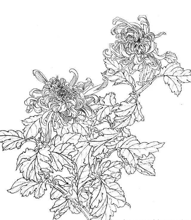 工笔画-白描图谱之菊花