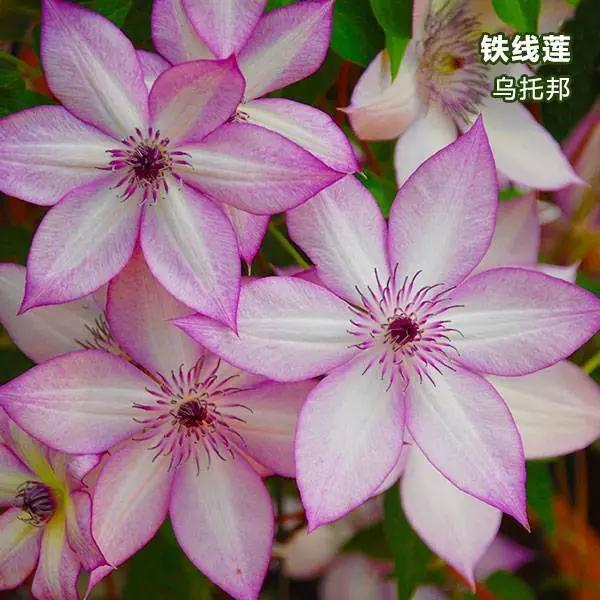 春天花开爆盆!手把手教你搞定铁线莲的冬季修剪