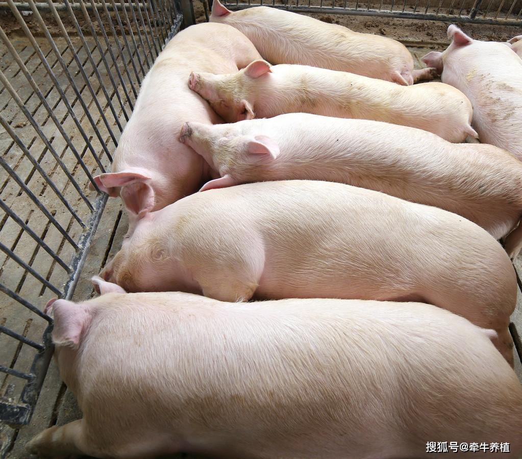 现在生猪价格多少钱一吨 226ad8278e0240c199a2beca1ecfce74.jpeg